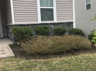 Bush Trimming by Justin Hassen for Chaz V. in Wake Forest, NC