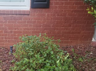 Bush Trimming by Curtis Smith for Sam M. in Fayetteville, GA