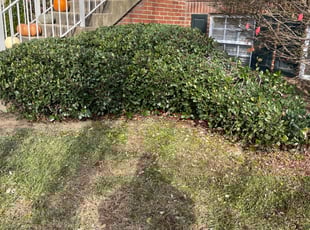 Bush Trimming by Kevin Davenport for Stephen B. in Leesburg, VA