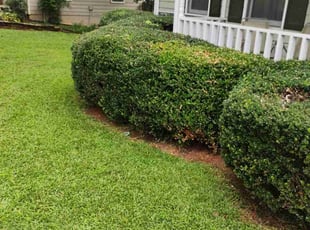 Bush Trimming by Jayden Long for Jalisa T. in Buford, GA