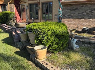 Bush Trimming by Carlos Jose Calzadilla Lincon for Timothy P. in Columbia City, IN