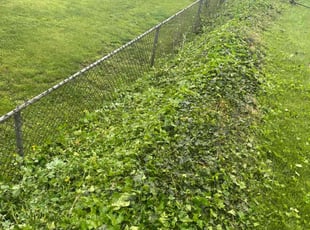Weeding by Joe Phillips for Roman G. in New Kensington, PA