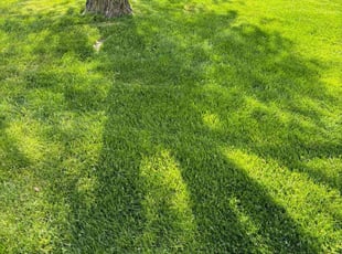 Mark L.'s Yard Cutting service result