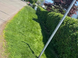 Bush Trimming by Handerson Souza for Claudia J. in Fairfield, CT