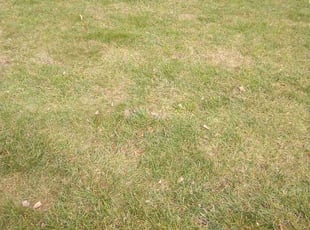 Leaf Removal by KK Green Grass for Sadie O. in Lenexa, KS