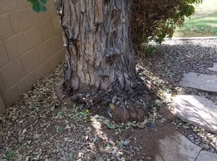 Bush Trimming by Jacob Tyler for Eddie L. in Scottsdale, AZ