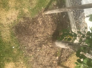 Leaf Removal by Josh Sheffield for Larissa B. in Spokane, WA