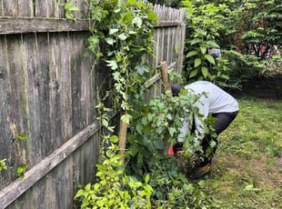Bush Trimming by Chris Danze for Clarence J. in Pennsauken Township, NJ