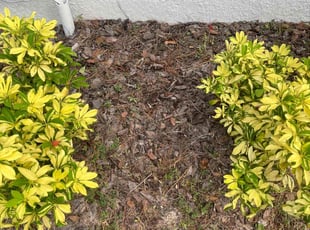Weeding by Justin Myers for J. H. in DeLand, FL