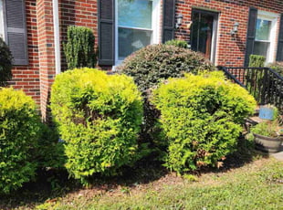 Bush Trimming by Jay M for Stacy N. in Norfolk, VA