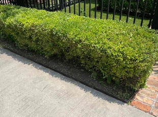 Bush Trimming by Anthony Simon for Eugene Z. in Houston, TX