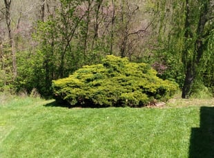 Bush Trimming by James Creech for Shannon D. in House Springs, MO