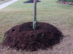 Landscaping by Timothy Jones for Trent J. in McKinney, TX