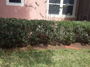 Bush Trimming by Kelvin Williams for Jon B. in Jacksonville, FL
