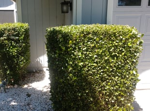 Bush Trimming by Tracy Spencer for Kasey C. in Sacramento, CA