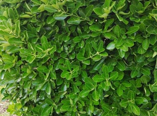 Bush Trimming by Nicole Royster for Lola E. in Virginia Beach, VA