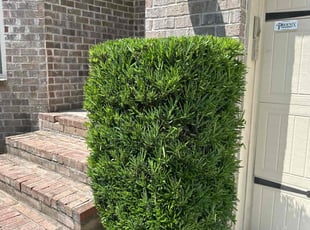 Bush Trimming by Elmer Ayala for Farida K. in Tucker, GA