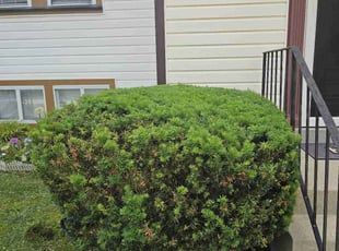 Bush Trimming by Artavius Clark for Allegra F. in District Heights, MD
