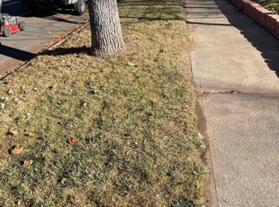 Leaf Removal by Eugenio Pérez for Alan G. in Denver, CO