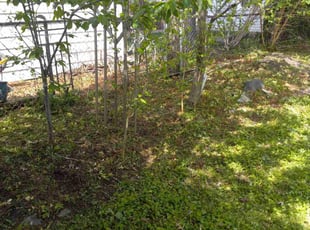 Cleanups by Lj Alexander for Charlie n. in Dearborn, MI