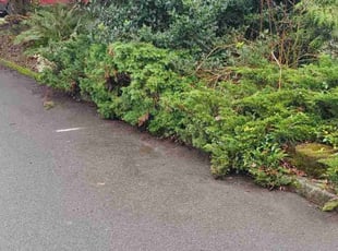 Leaf Removal by Justin Wheeldon for Valerie M. in Bellevue, WA