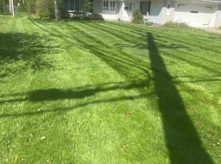 Anita T.'s Lawn Mowing service result