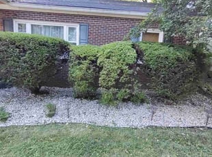 Bush Trimming by Amie Simpson for Joshua P. in Lexington, KY