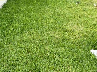 Nathaniel B.'s Lawn Mowing service result
