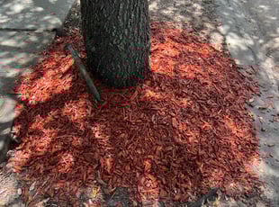 Mulching by Timothy Flores for Belicia N. in Katy, TX
