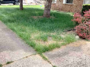 Bush Trimming by Ronald Brown for Michael W. in Indianapolis, IN