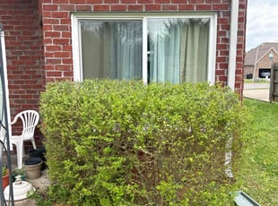Bush Trimming by Chris Wieland for Ina C. in Murfreesboro, TN