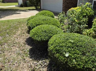 Bush Trimming by Brandon Hunt for GLENN W. in Columbus, GA