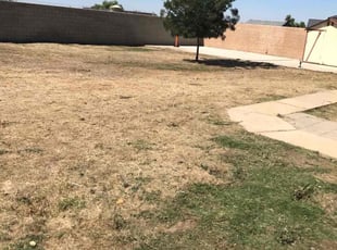 Weeding by Louie Priest for Ann M. in Bakersfield, CA