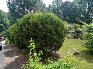 Bush Trimming by William Clark for Keontay M. in Marietta, GA