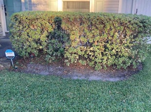 Bush Trimming by Terrence Johnson for Shirley J. in Jacksonville, FL