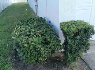 Bush Trimming by Leonardo Nogueras for Adam F. in Haines City, FL