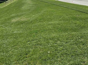 Leaf Removal by Robert Dowdy for Nicole M. in Milwaukee, WI