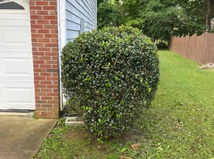 Bush Trimming by Samarrio Conney for Mattie S. in Jonesboro, GA