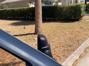 Bush Trimming by Robert Phillips for Kathleen W. in Dunedin, FL