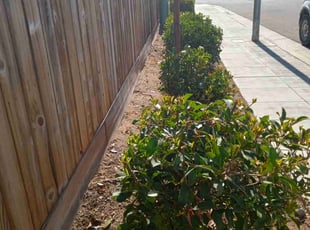 Bush Trimming by Louie Renobato for cardella t. in Fresno, CA