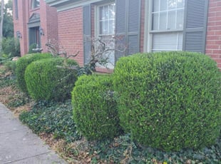 Bush Trimming by Arron Stubblefield for Kevin C. in West Chester Township, OH