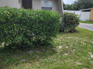 Bush Trimming by Cari Butler for Maribel . in Tampa, FL