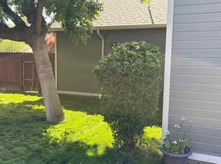 Bush Trimming by Tim Root for Russell P. in Meridian, ID
