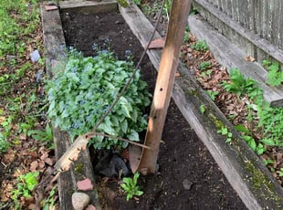 Weeding by Richard Gibson for Sharon A. in Boston, MA
