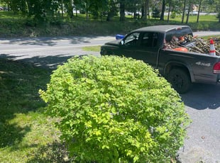 Bush Trimming by Jose Tejeda for Brittany H. in Manheim, PA