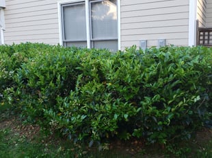 Bush Trimming by Royal Anderson for Gary K. in Cary, NC