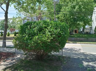 Bush Trimming by Peter Monopoli for Lawrence G. in Quincy, MA