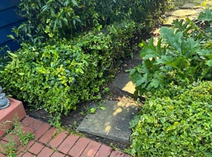 Bush Trimming by Marisa Blair for Sara M. in Des Moines, WA