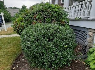 Bush Trimming by Peter Monopoli for Mary G. in Newton, MA
