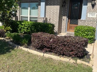 Bush Trimming by Omar Huerta for Carly R. in Aubrey, TX